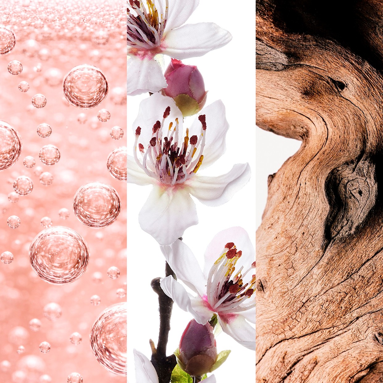 Tríptico de matérias-primas do 212 VIP Rosé: bolhas de champagne rosé, flor de pessegueiro e madeira queenwood