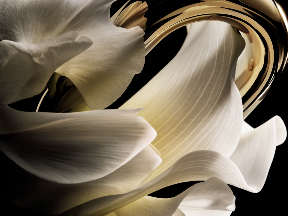 Buquê de flores brancas, jasmim e ylang-ylang, matéria-prima do coração olfativo do Million Gold For Her
