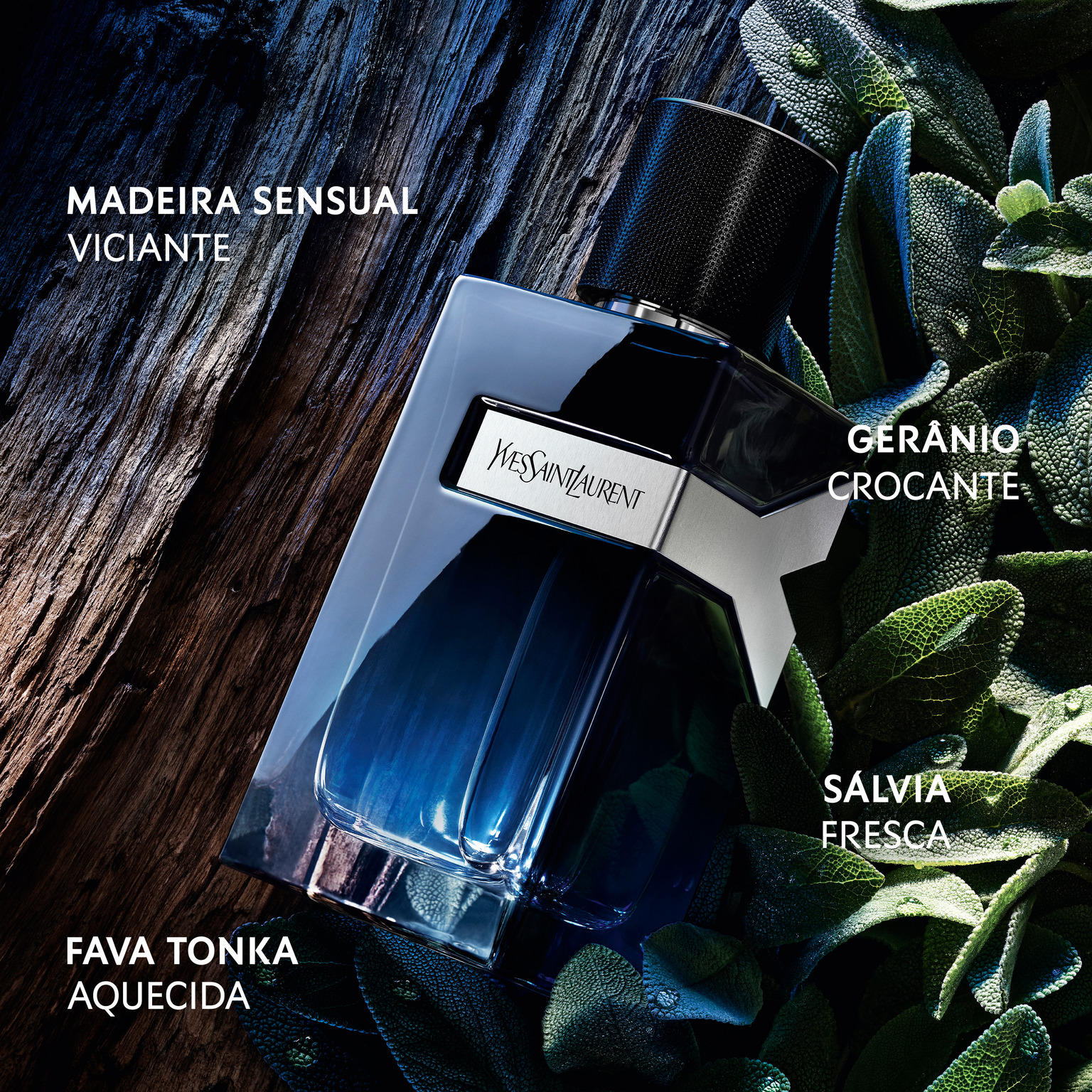 Cena Y Eau de Parfum: frasco azul-marinho rodeado das matérias-primas — toras de madeira sensual, folhas de sálvia fresca, flor de gerânio crocante e fava tonka aquecida, todos rotulados